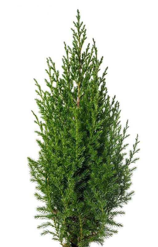 Increase Your Shrub Trimming Business with an AI Driven, Targeted Website