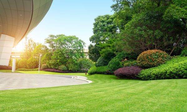 Commercial Shrub Trimming in Milford