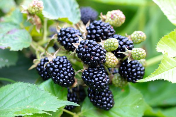 Blackberry Bush Removal in Milford