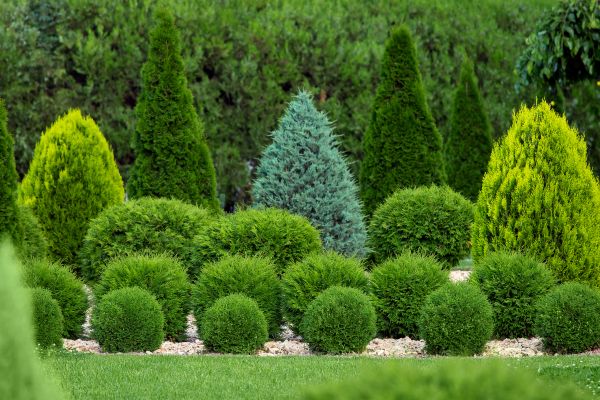 Bush Shaping Service in Milford
