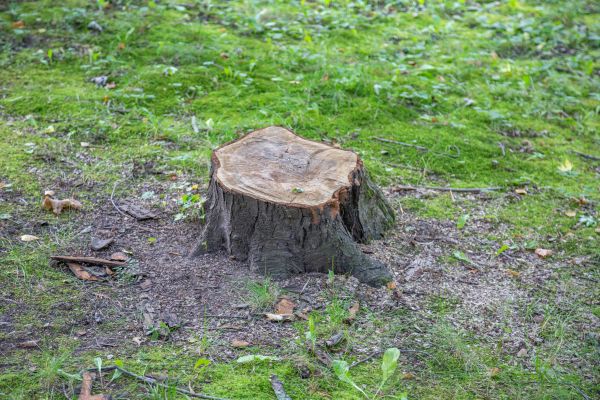 Bush Stump Removal in Milford