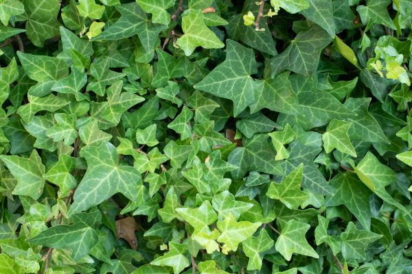 English Ivy Removal in Milford