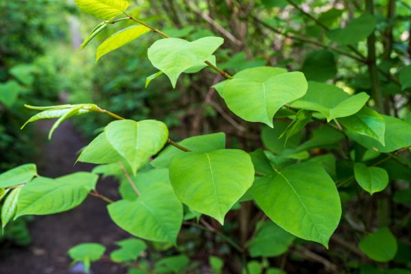 Invasive Plant Removal in Milford