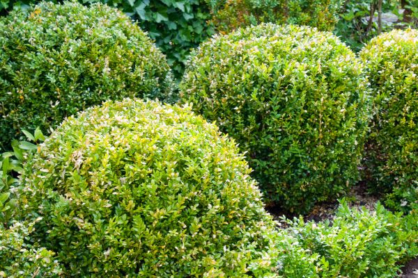 Landscape Trimming Service in Milford