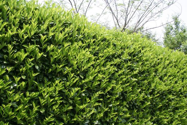 Laurel Removal in Milford