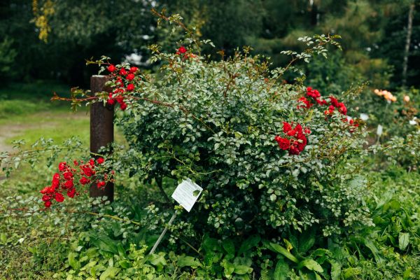Rose Bush Removal in Milford