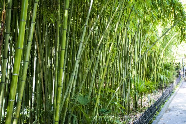 Bamboo Root Removal in Milford