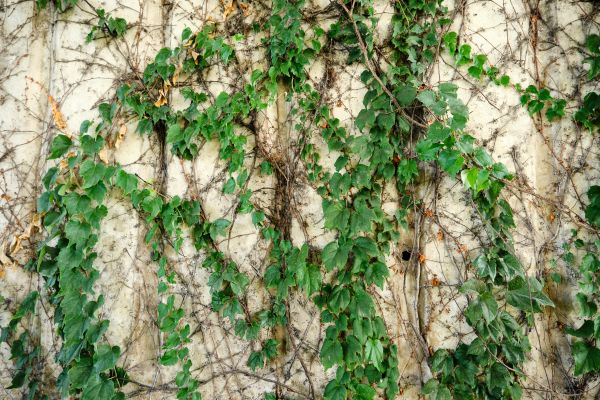 Vine Removal Service in Milford