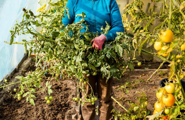 Garden Plant Removal in Milford