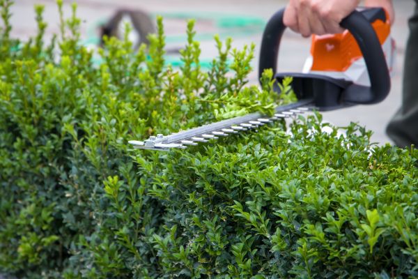 Hedge Shearing in Milford