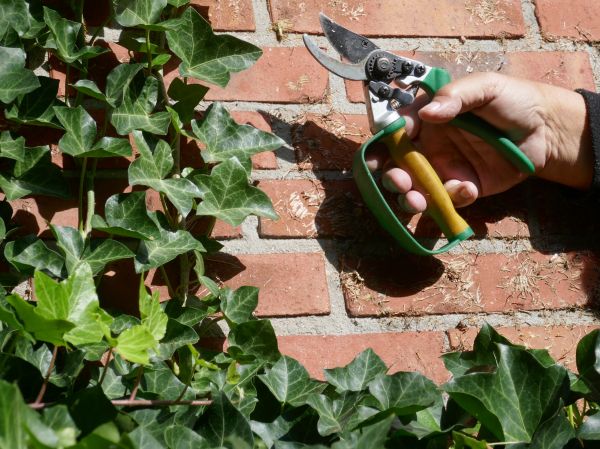 Ivy Removal Service in Milford