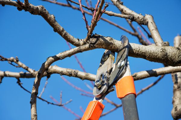 Selective Pruning in Milford