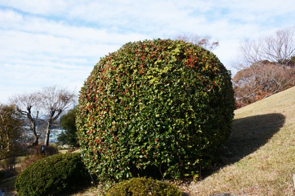 Holly Trimming in Milford