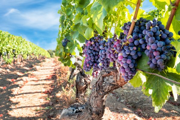 Grapevine Pruning in Milford