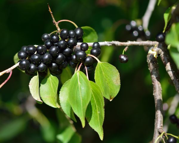 Buckthorn Removal in Milford