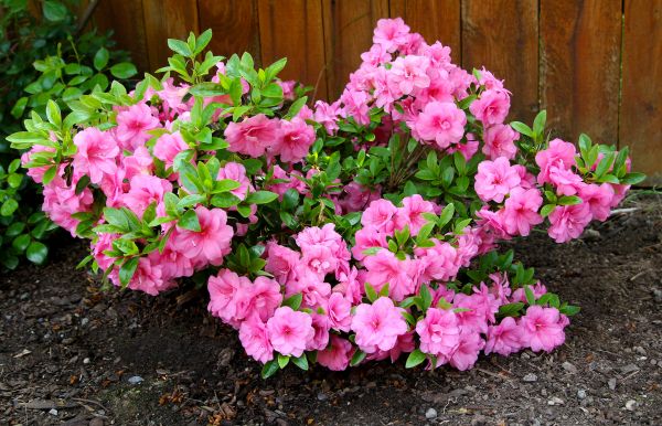 Azaleas Removal in Milford