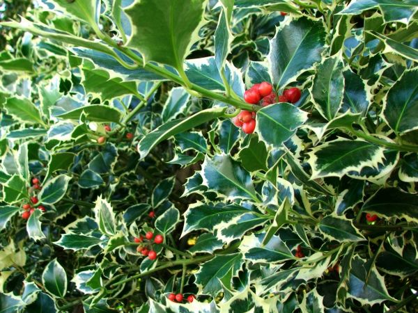 Holly Bushes Trimming in Milford