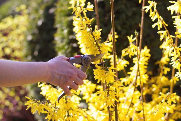 Forsythia Pruning in Milford