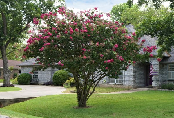 Crepe Myrtle Trimming in Milford