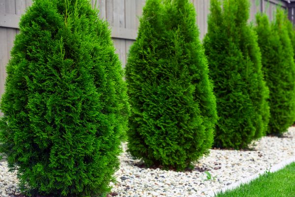 Arborvitae Removal in Milford
