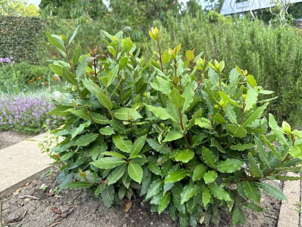 Laurel Hedge Removal in Milford