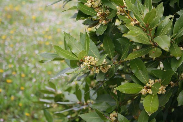 Laurel Trimming in Milford