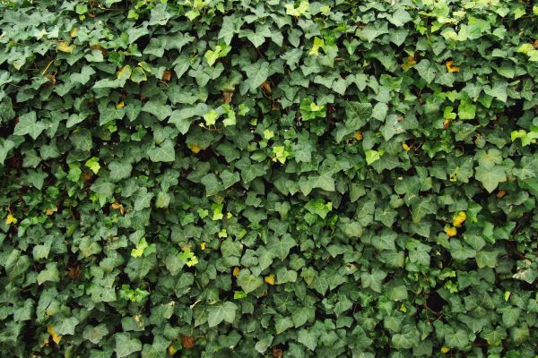 Ivy Pruning service in Milford