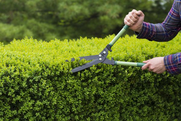 Evergreen Shrub Pruning in Milford