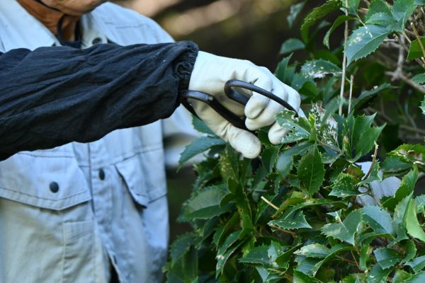 Holly Pruning in Milford