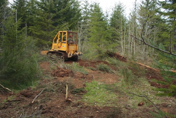 Shrubbery Clearing in Milford