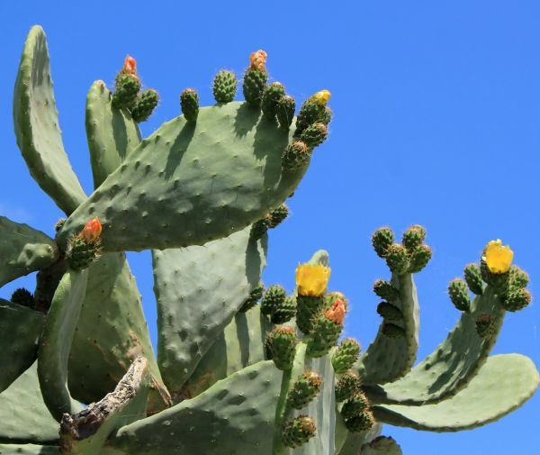 Cactus Removal in Milford