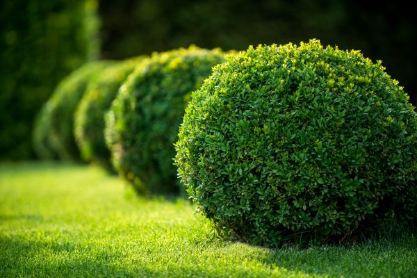 Boxwood Shaping in Milford