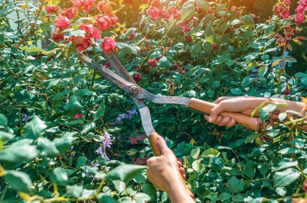 Knockout Roses Pruning in Milford