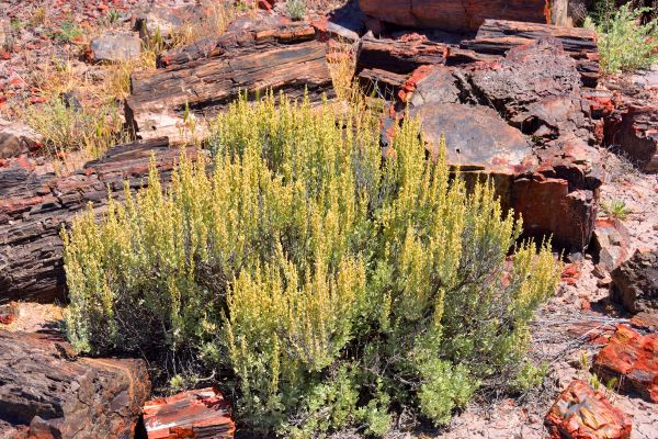 Sagebrush Removal in Milford