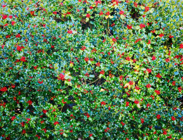Holly Bush Removal in Milford
