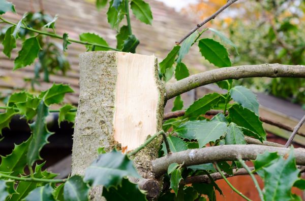 Holly Tree Removal in Milford