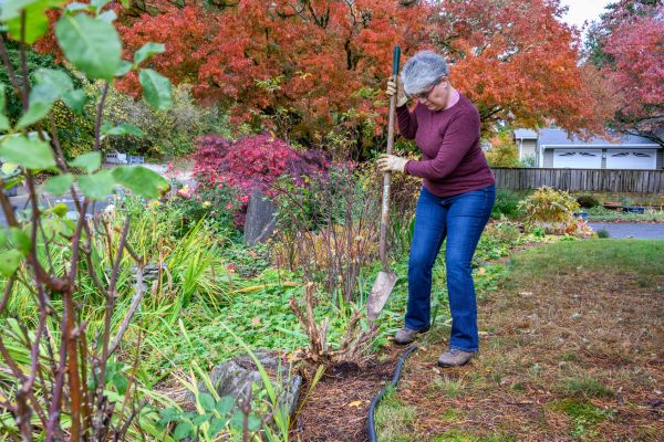 Dead Bush Removal in Milford