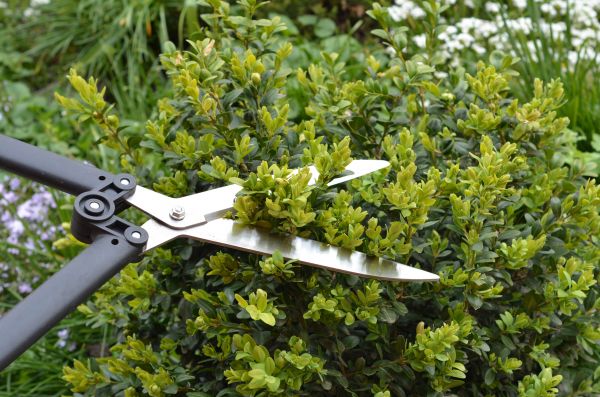 Boxwood Trimming in Milford