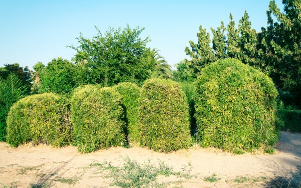 Bamboo Hedge Removal in Milford