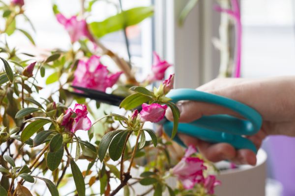 Azalea Pruning in Milford