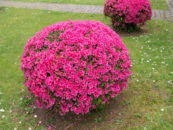 Rhododendron Pruning in Milford
