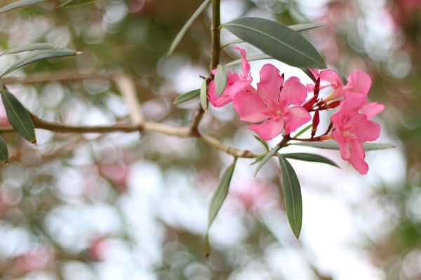 Oleander Removal in Milford