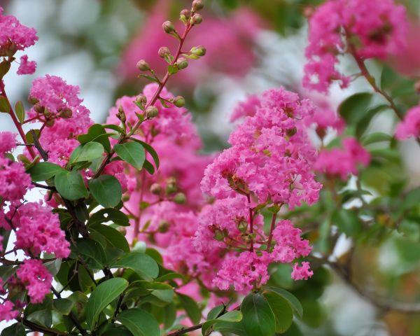 Crepe Myrtle Removal in Milford