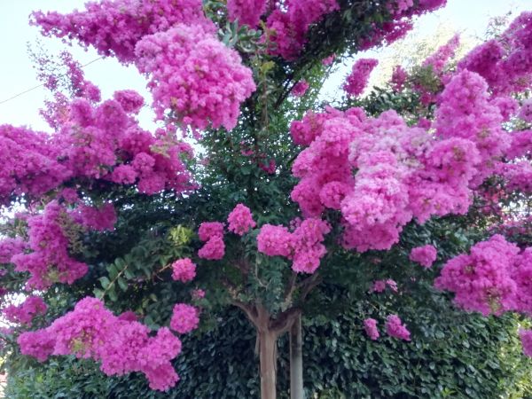 Crape Myrtle Pruning in Milford