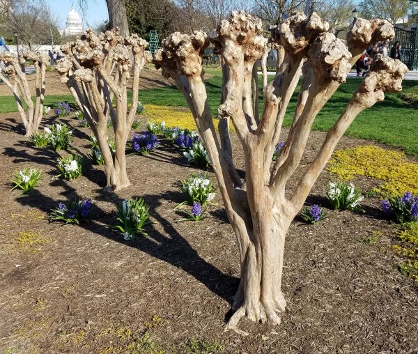 Myrtle Tree Removal in Milford