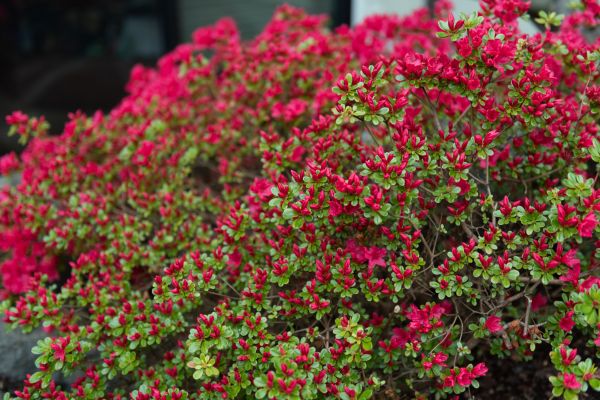 Weigela Removal Service in Milford