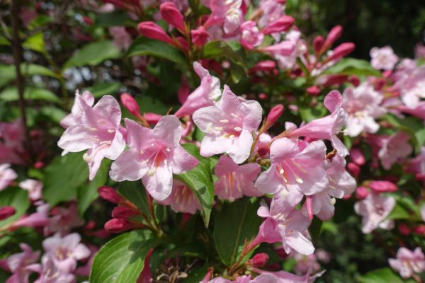 Weigela Pruning Service in Milford