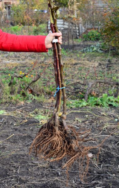 Shrub Root Removal in Milford