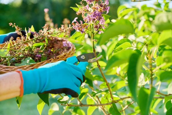 Lilac Trimming Service in Milford