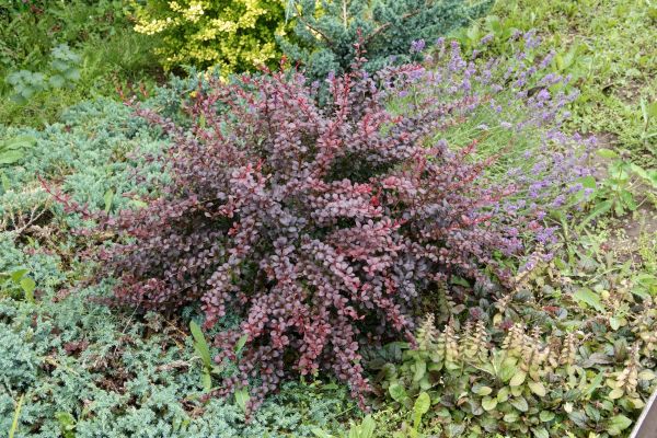 Japanese Barberry Removal in Milford